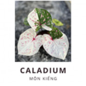 caladiumvn profile image