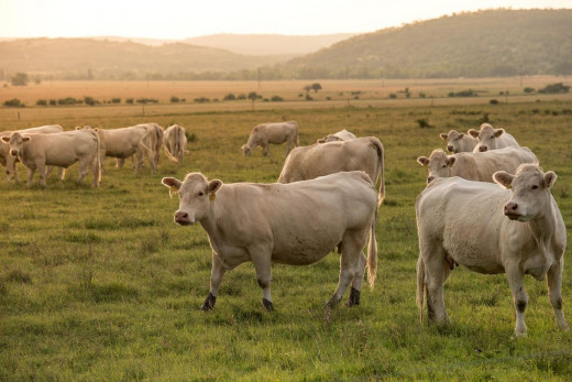 Sustainable Ranching Practices that Benefits Animals and Environment