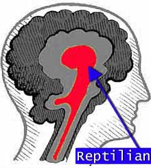 The parts of the brain covering complex emotions have not evolved in reptiles, just the brain stem and cerebellum (red)  diagram by crystalinks.com
