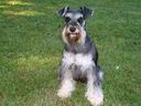Mini-Schnauzer.  A warm heart covered in fur.  No cold-hearted pythons for me!