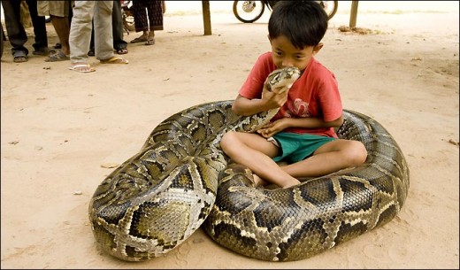Kids and giant snakes are better apart.  A game for the child: thoughts of prey for the python. Sun Paper photo