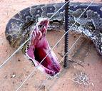 I told you not to get me mad!  A Python has a very nasty bite.    www.conan photo