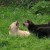 Flickr images: OldOnliner; "Puppies Playing" Flickr images: OldOnliner; "Puppies Playing"