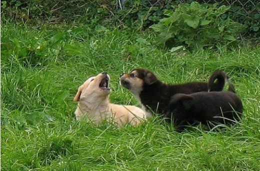Flickr images: OldOnliner; "Puppies Playing"