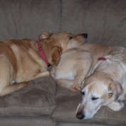 Dog Training Tip profile image