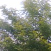 Ajaymalik profile image
