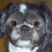 shihtzugrooming profile image
