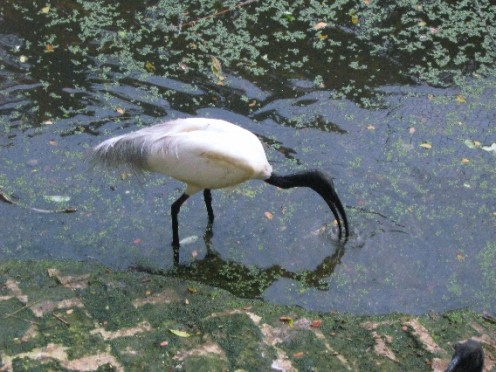 An ibis fishing.
