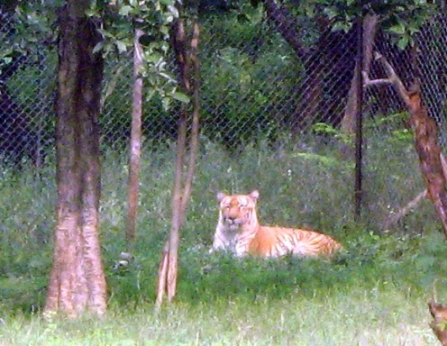 The regular tiger!