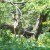 That is a real deer...I'm amazed at how motionless they can stand. That is a real deer...I'm amazed at how motionless they can stand.