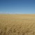 True North Dakota Prairie (picture courtesy of Iver Arnegard) True North Dakota Prairie (picture courtesy of Iver Arnegard)