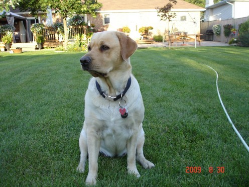 Lola the sweetie