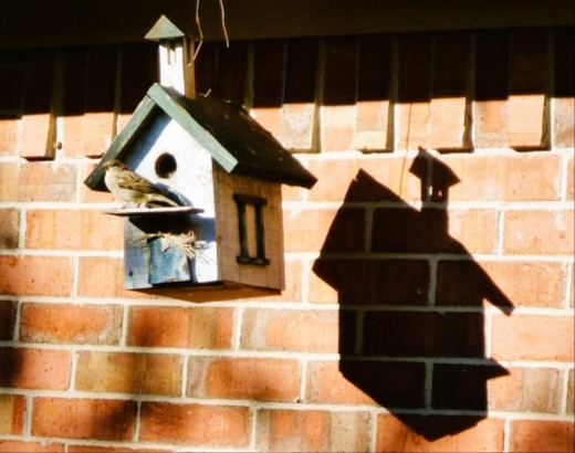 Our Birdhouse With Shadow