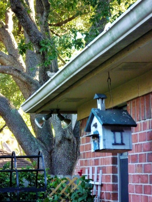 See Papa Bird keeping watch from the roof over Mama Bird. She is peaking her head out of the birdhouse.