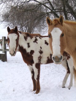 Horse Colors and Markings
