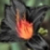 Lily Strange profile image