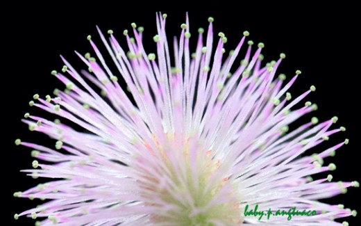 Patterns on a Mimosa flower