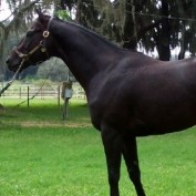 equinenow profile image