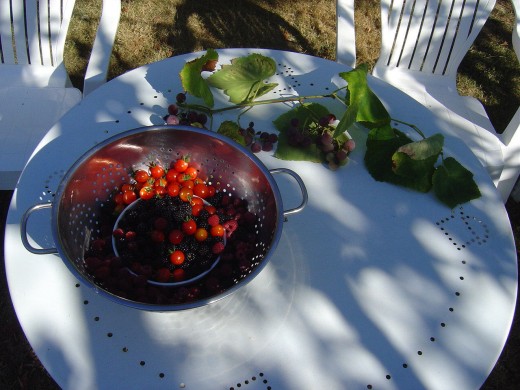 Our garden is full of fresh fruit and vegetables