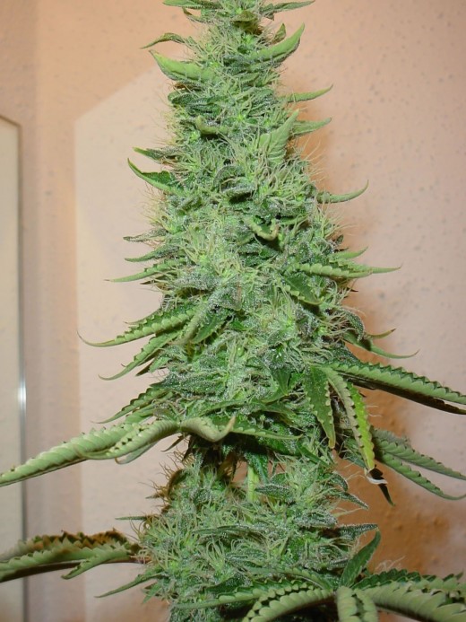 What r the best fat burners photo 10