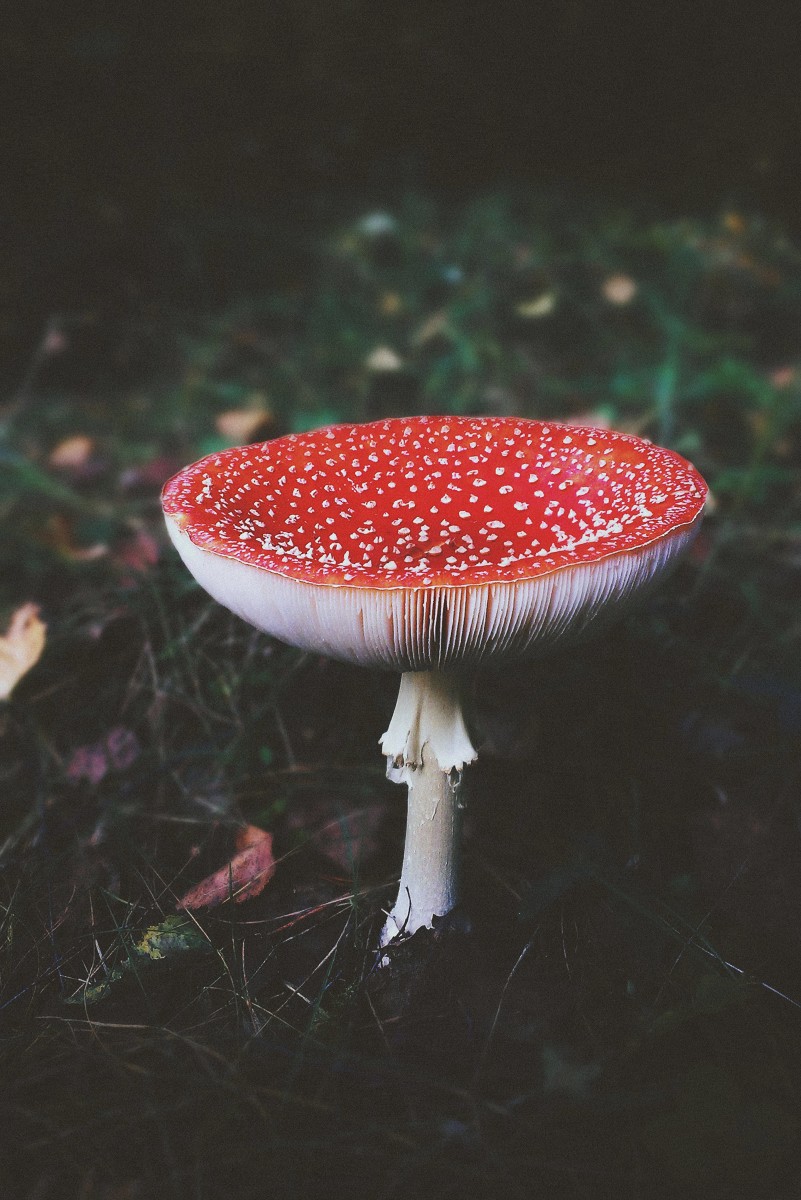 Exploring the Enigma of Magic Mushrooms