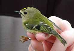 A Goldcrest at Portland Bill (Photo from the BBC Web Site)