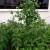 I just love peas fresh out from the garden - yummy!! I just love peas fresh out from the garden - yummy!!
