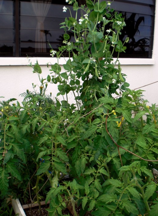 I just love peas fresh out from the garden - yummy!!