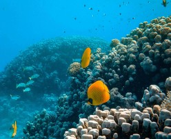 How to Protect and Save Marine Life