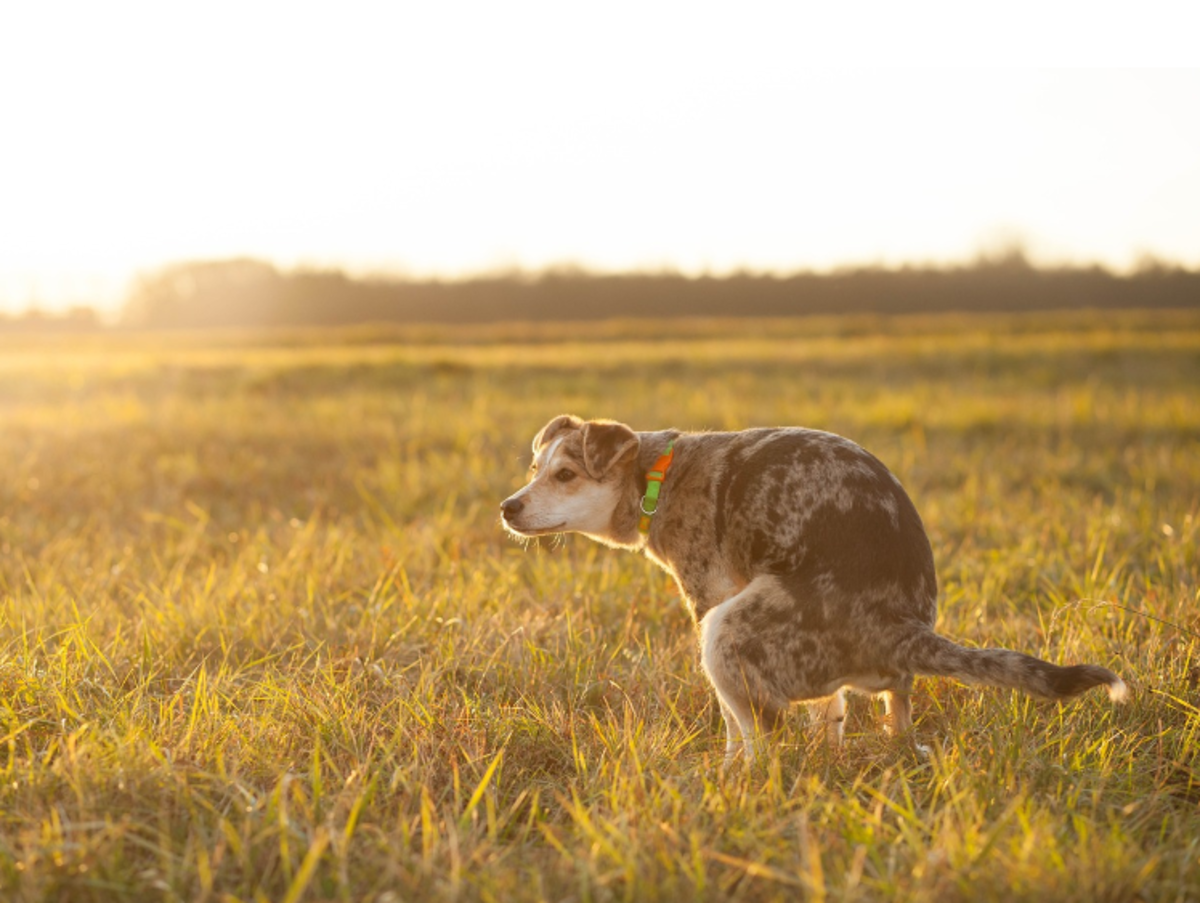 Orange Diarrhea in Dogs: 8 Potential Causes