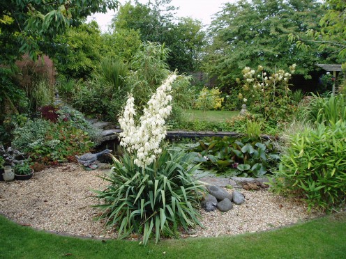 Bamboos and Yukka in my English garden.