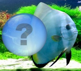 Fin Rot Disease Causes