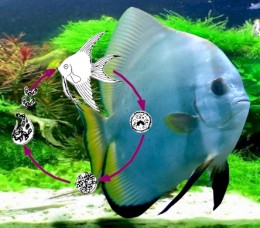 Fin Rot Disease