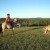 Herm and Rider Herm and Rider