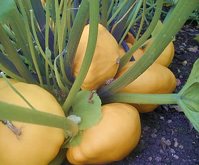 Squash growing indoors