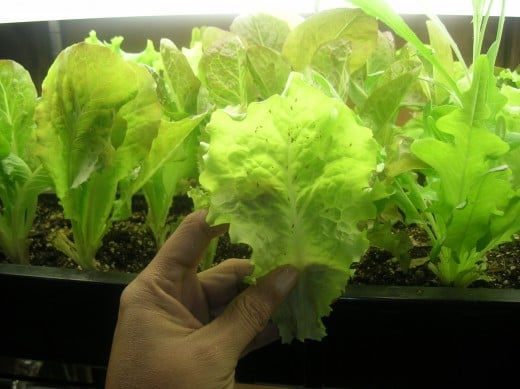 More lettuce growing indoors