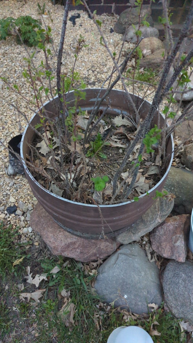 Roses and Tomatoes - an Interesting Pot