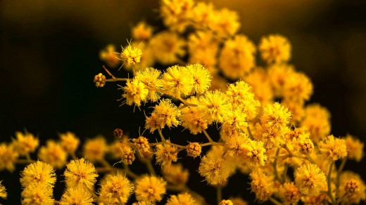 Mimosa flowers. Photo © Dreamland Scape