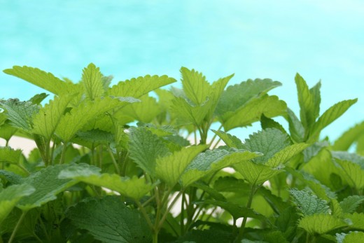 Mature lemon balm plants need 3 - 6 hours of sun per day to thrive