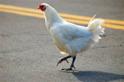 Why Did the Chicken Cross the Road? Funny Answers!