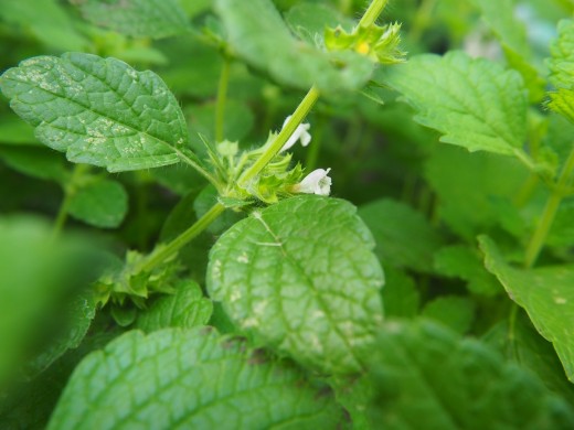 To encourage the growth of new leaves, lemon balm plants can be pruned when they begin to flower