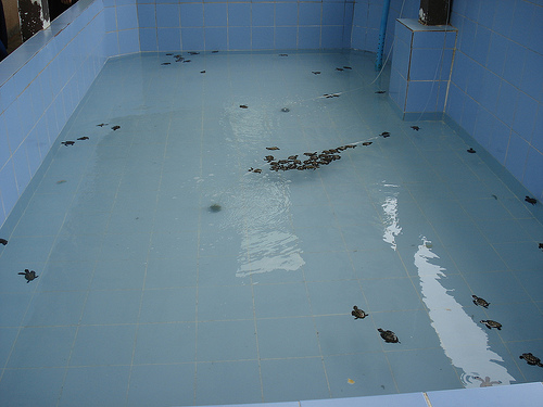 The pools held a varying number of turtles of different ages