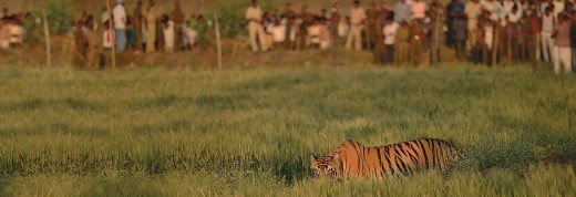 A tiger ventures into a village, adjoining the jungles, in search of cattle