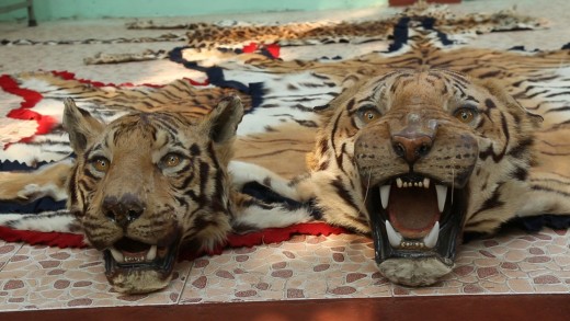 Poachers engage in tiger hunting for profit