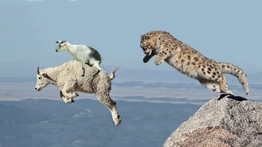 Snow leopard on a hunt!