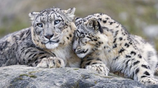 The majestic snow leopard