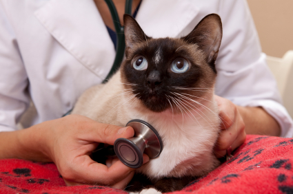 Less vet visits
