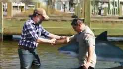 Shark Attack Sunday: Mississippi River Sharks (2017)