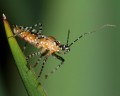 Blast Bugs Away With Essential Oils