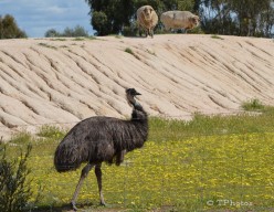 Different Types of Animals and Insects to See While Travelling in Australia Part 1